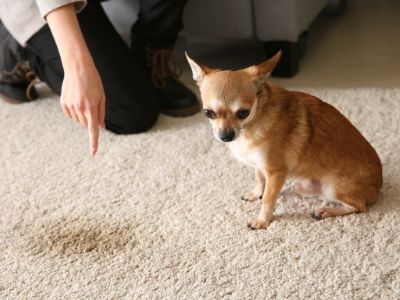 A cute dog urinated on carpet