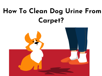 A dog urinated on a carpet_animated