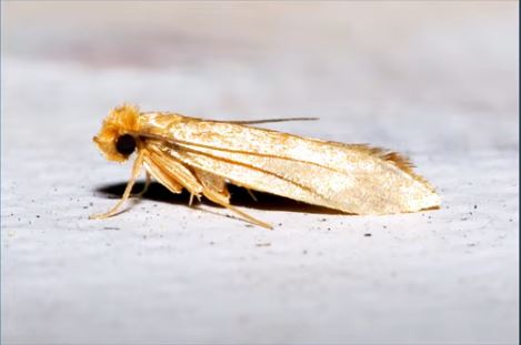 A carpet moth