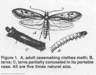 life cycle of a carpet moth