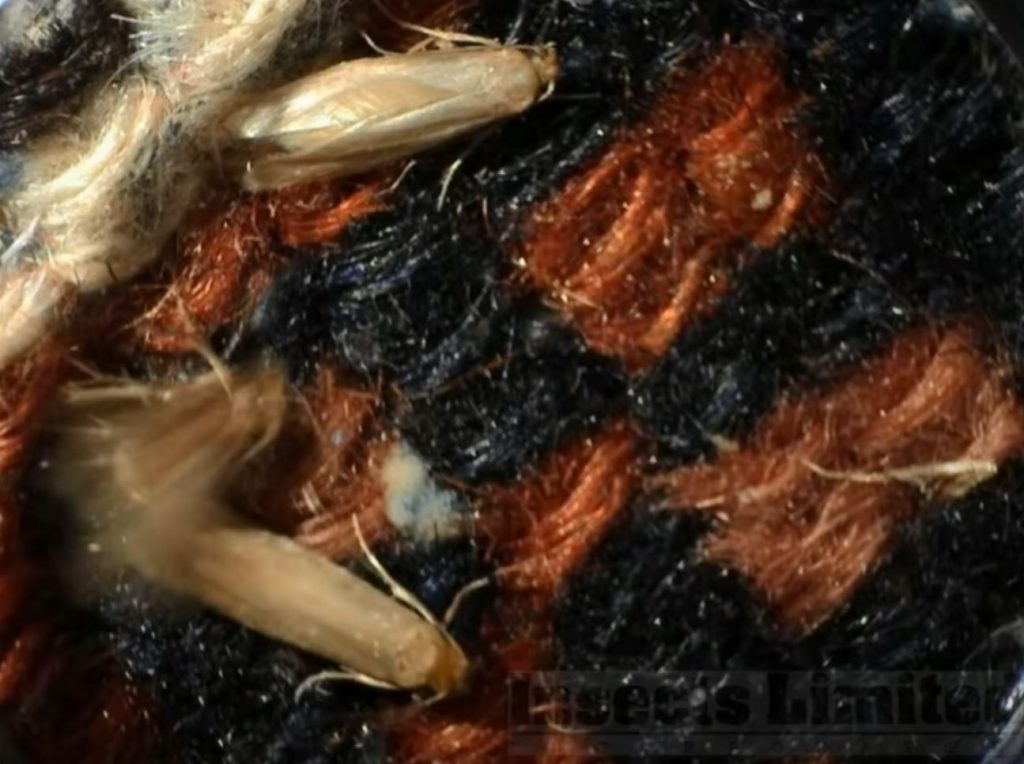 carpet moth mating