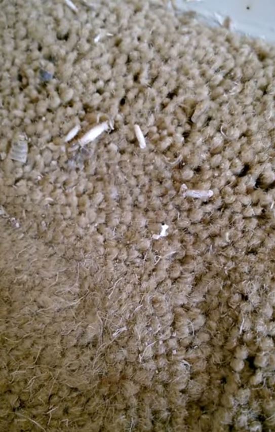 carpet moths and larvae on carpet