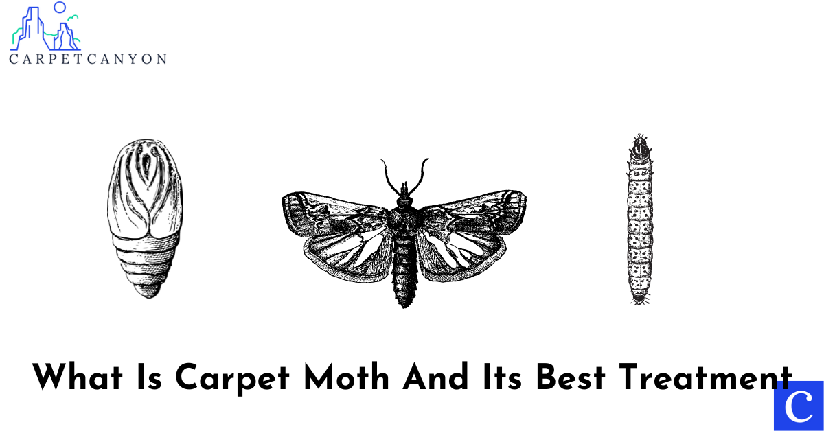 carpet moth - featured image