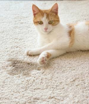 cat rinated on carpet
