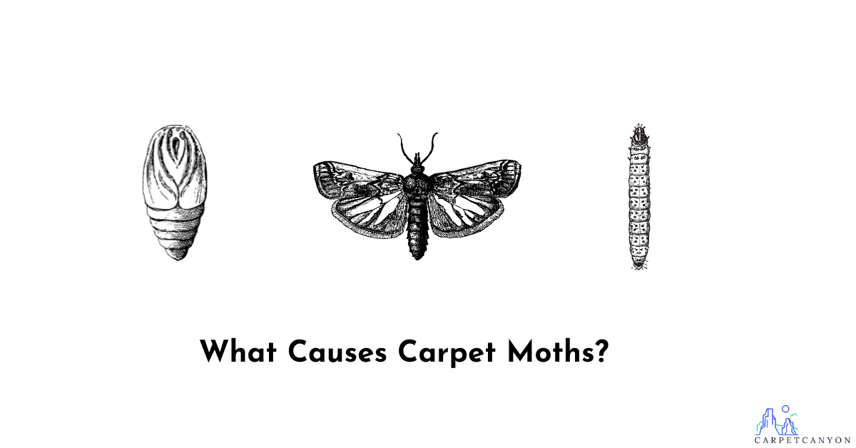 life cycle of carpet moths