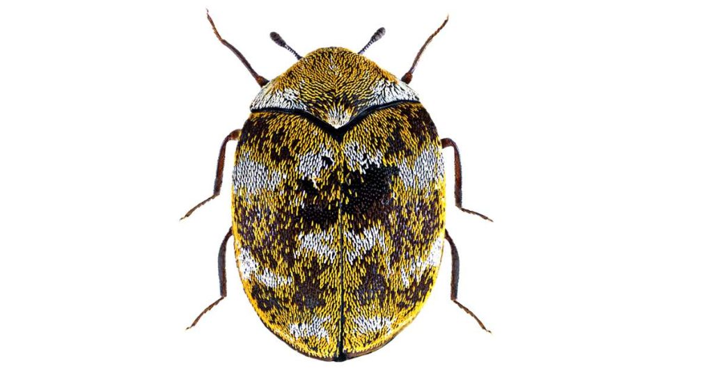 Detailed view of a carpet beetle showcased against white background so that you can identify it very easily.