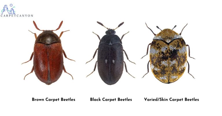 The picture shows three kinds of carpet beetles: brown, black and varied ones, from left to right.