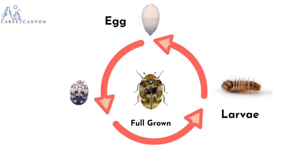 This illustration demonstrates the various stages of development in the life cycle of carpet beetles.