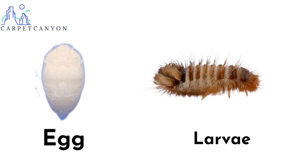 The image depicts an egg and some larvae of carpet beetles.